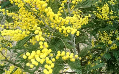 Wallpaper Green and Yellow Leaf Tree, Background - Download Free Image