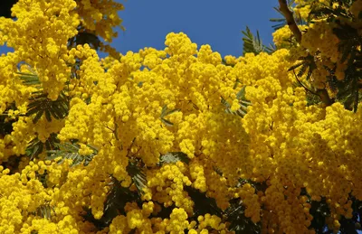 Букет желтой мимозы — картинки 8 марта фоны 4K (3840x2300)
