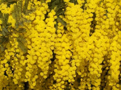 Желтые цветы весной Обои для рабочего стола 1920x1080