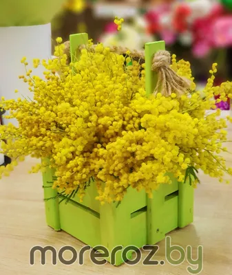 Мимоза, желтый поток цветов с опьяняющим ароматом | KvětinyExpres.cz