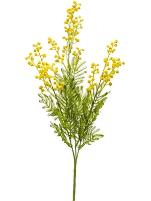 Мимоза: символичный цветок для весеннего праздника, 8 марта
