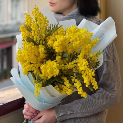 Бранч Желтая Мимоза Цветок На Белом Фоне Стоковые Фотографии | FreeImages