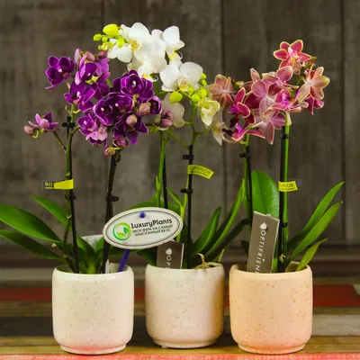 Орхидея в керамическом кашпо купить