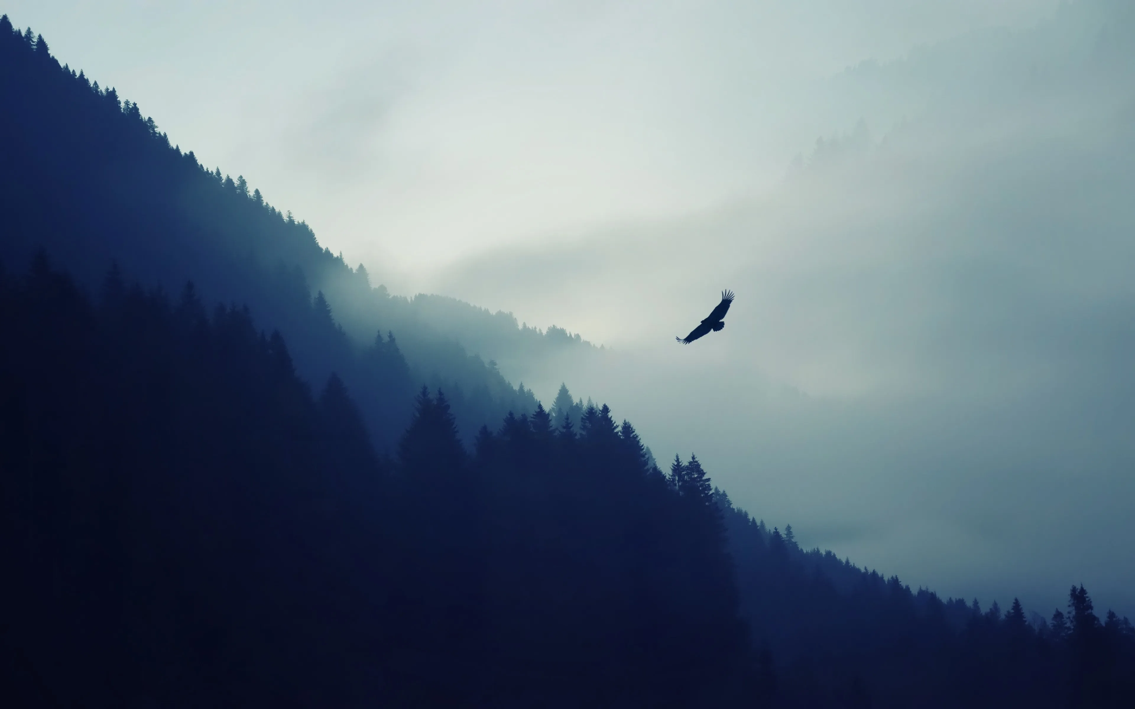 Nature Flight Asmr