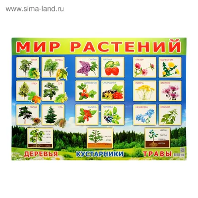 Плакат \"Мир растений!\" дервья, ягоды, А2 (1068153) - Купить по цене от  19.91 руб. | Интернет магазин SIMA-LAND.RU
