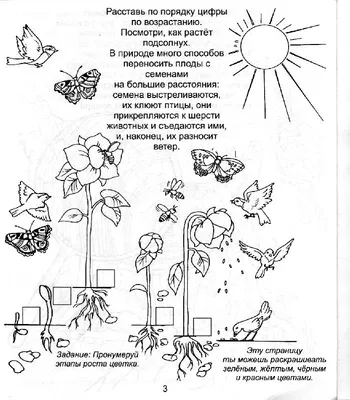 Иллюстрация 2 из 3 для Мир растений. Для детей 5-7 лет (940) | Лабиринт -  книги.