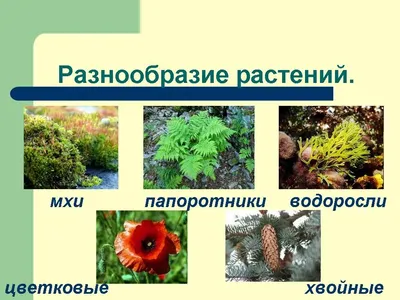 ✈ Самые необычные и удивительные растения мира, где их можно найти