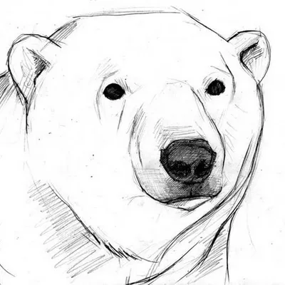 Медведь Рисунок Черно Белый (56 Фото)
