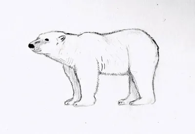 Белый медведь, который был подготовлен карандашом. Черно-белые рисунки.  Иллюстрация штока - иллюстрации насчитывающей изображение, нарисовано:  183944672