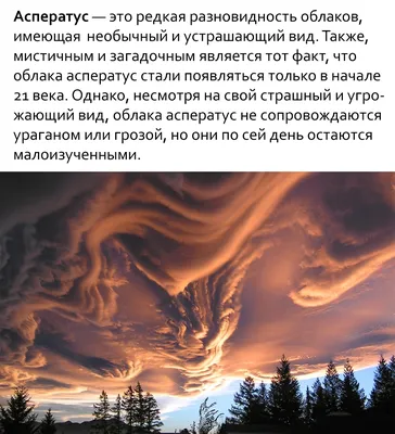 МИСТИЧЕСКИЕ ЖИВОТНЫЕ — Оля Румянцева на TenChat.ru