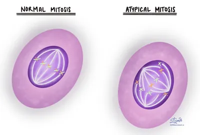 Митоз/Мейоз | BIOscience | Дзен