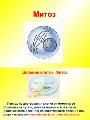 Митоз. Этапы деления клетки Иллюстрация вектора - иллюстрации насчитывающей  клетка, биохимии: 212940379