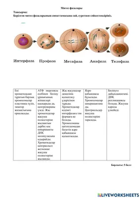 Атипичный митоз | MyPathologyReport.ca