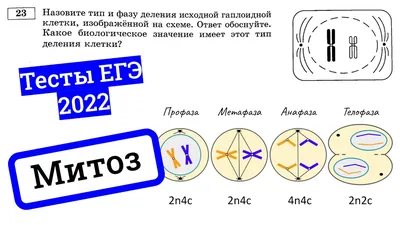 Митоз: фазы и биологическое значение — Биология с Марией Семочкиной на vc.ru