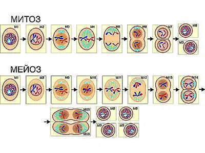 Митоз – деление клетки. Разбираем тесты ЕГЭ по биологии 2022 - YouTube