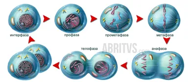 Митоз - когда клетка делится на две части