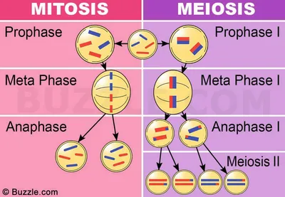 Фазы деления клетки: митоз и мейоз, их сходства и различия - типы и виды  деления клеток, прямое и непрямое д… | Митоз, Уроки биологии, Углубленное  изучение биологии