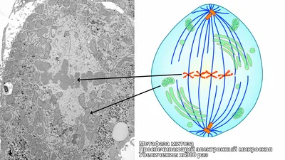 Изображение люминесцентного микроскопа клеток проходя митоз Стоковое  Изображение - изображение насчитывающей людск, флуоресцирование: 100578383