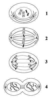 16. Клеточный цикл. Репликация ДНК: Клеточный цикл
