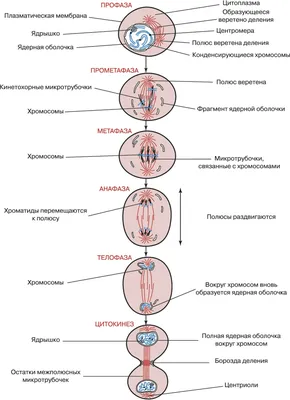 Как размножается клетка непрямым делением и какие фазы митоза выделяют