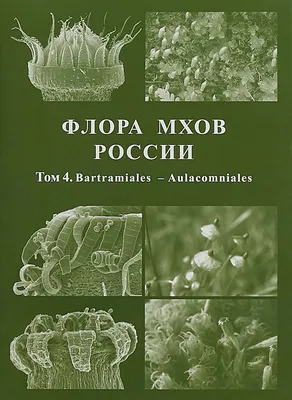 мхи - маленькие растения. большинство наземных мхов достигают лишь  нескольких сантиметров по высоте Стоковое Изображение - изображение  насчитывающей листья, поля: 246923999