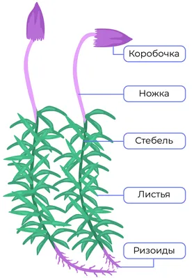 Биологи изучили каннабиноиды мхов