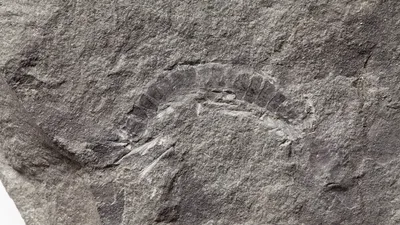 Кавказскую многоножку, которой более 20 млн лет, внесут в Красную книгу  Адыгеи