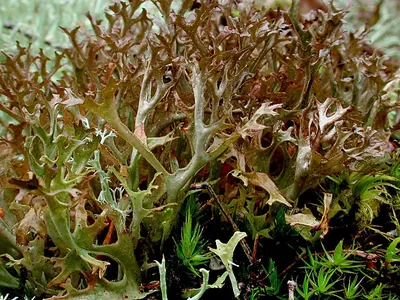 File:Цветущий мох.jpg - Wikimedia Commons