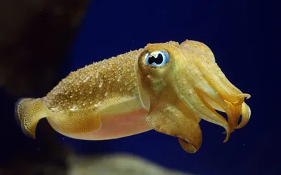 Головоногие моллюски - Севастопольский аквариум