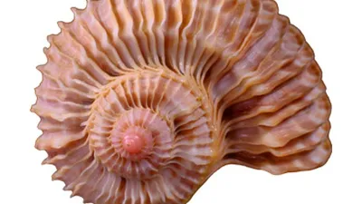 Рисунок раковины моллюсков - 21 фото