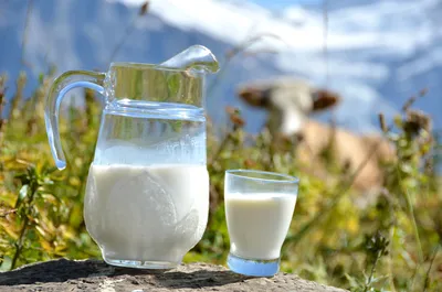 Пейте сколько хотите: так ли опасно коровье молоко
