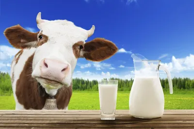 Коровье молоко - самый благостный продукт на Земле • Магазин ROSA • Блог об  аюрведе: советы, статьи и полезная информация
