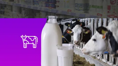Молоко выливаем тоннами: российские фермеры на грани катастрофы