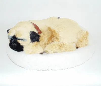 Милая собака мопс на диване у себя дома :: Стоковая фотография ::  Pixel-Shot Studio