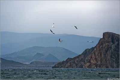 Море горы птицы - 62 фото
