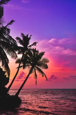 Обои для телефона: пальмы, море, закат