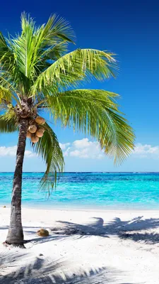 Обои пляж, пальмовые рощи, море, тропическая зона, Пальма для iPhone 6, 6S,  7, 8 бесплатно, заставка 750x1334 - скачать картинки и фото