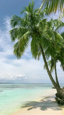 Пляж, море, пальмы Обои 1080x1920 iPhone 6 Plus, 7 Plus, 8 Plus