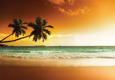 Флизелиновые необычные фото обои 3д для зала Море Тропики 368х254 см Пляж с  пальмой и гамаком (578V8)+клей (ID#1309002001), цена: 1800 ₴, купить на  Prom.ua