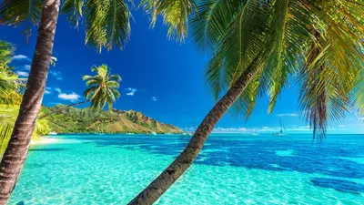 Обои Палм-Бич, пляж, море, тропическая зона, водоем на телефон Android,  1080x1920 картинки и фото бесплатно