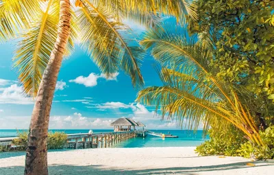 Скачать обои море, пляж, пальма, отдых, тропики разрешение 2560x1600 #127914