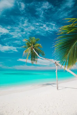 Скачать 800x1200 пляж, море, пальмы, лето, тропики обои, картинки iphone  4s/4 for parallax