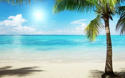 красивый пейзаж пальм песчаный пляж морской рама обои остров мальдив  Стоковое Фото - изображение насчитывающей солнечно, релаксация: 228185476