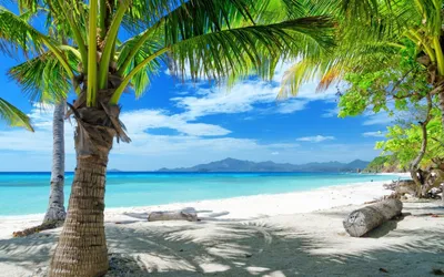 пальмовое дерево синий лето акварель пляж море Фон Обои Изображение для  бесплатной загрузки - Pngtree