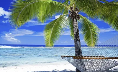 Настенные обои 3D вид на море кокосовая пальма пейзаж фото обои гостиная  спальня настенная бумага – купить по низким ценам в интернет-магазине Joom