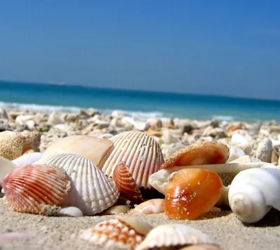 Скачать обои песок, море, пляж, солнце, звезды, ракушки, summer, sunshine,  раздел природа в разрешении 4928x4050