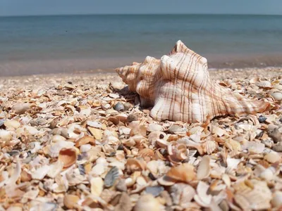 Море Рука Песок - Бесплатное фото на Pixabay - Pixabay