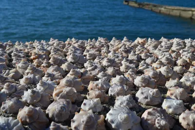 Морские ракушки на водоеме · Бесплатные стоковые фото