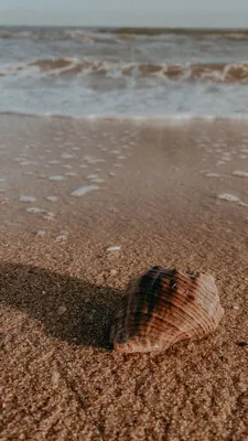картинки : пляж, берег, песок, Пища, Тонуть, Материал, Беспозвоночный,  морская ракушка, Морские ракушки, морской, Вьетнам, моллюски, Береговой  линии 2048x1536 - - 1204384 - красивые картинки - PxHere