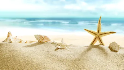 sea #beach #wallpapers #обои #море #песок #пляж #пальмы #вид | Пальмы,  Шикарные обои, Путешествия